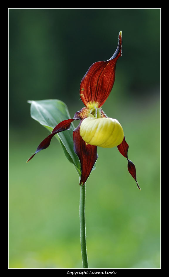 alcune foto di Cypripedium calceolus (Scarpetta di Venere)